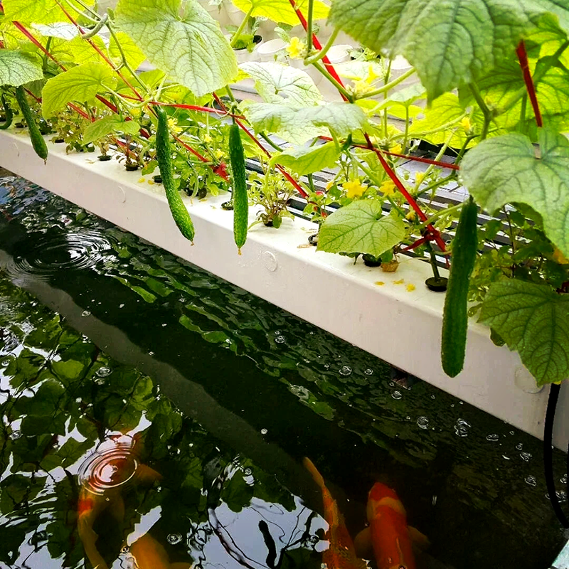 雅安市空中草莓鱼菜共生 - 推荐